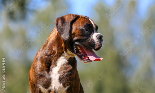 Summer outdoors portrait of young Geman boxer dog on hot sunny day.  Smiling and cute brown tiger with brindle colored boxer female with natural ears sitting with background of blue sky 