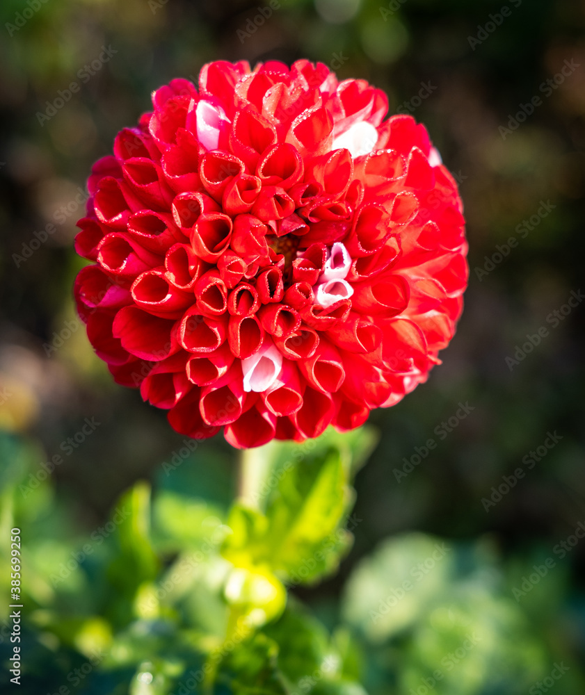 Red Flower