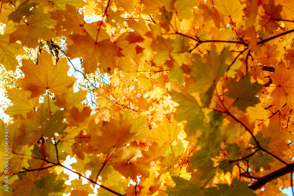 autumn maple trees with bright yellow leaves like gold close up against the sky autumn maple trees with bright yellow leaves like gold close up against the sky