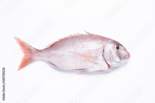 Red Snapper fish isolated on white background. Top view.