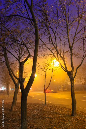 Silhouettes of trees in the mist and an empty road in the night city in autumn © vita