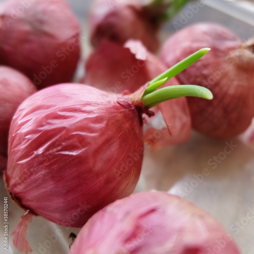red onion on a plate.