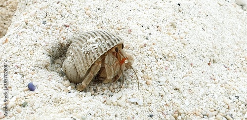 seashell with animal