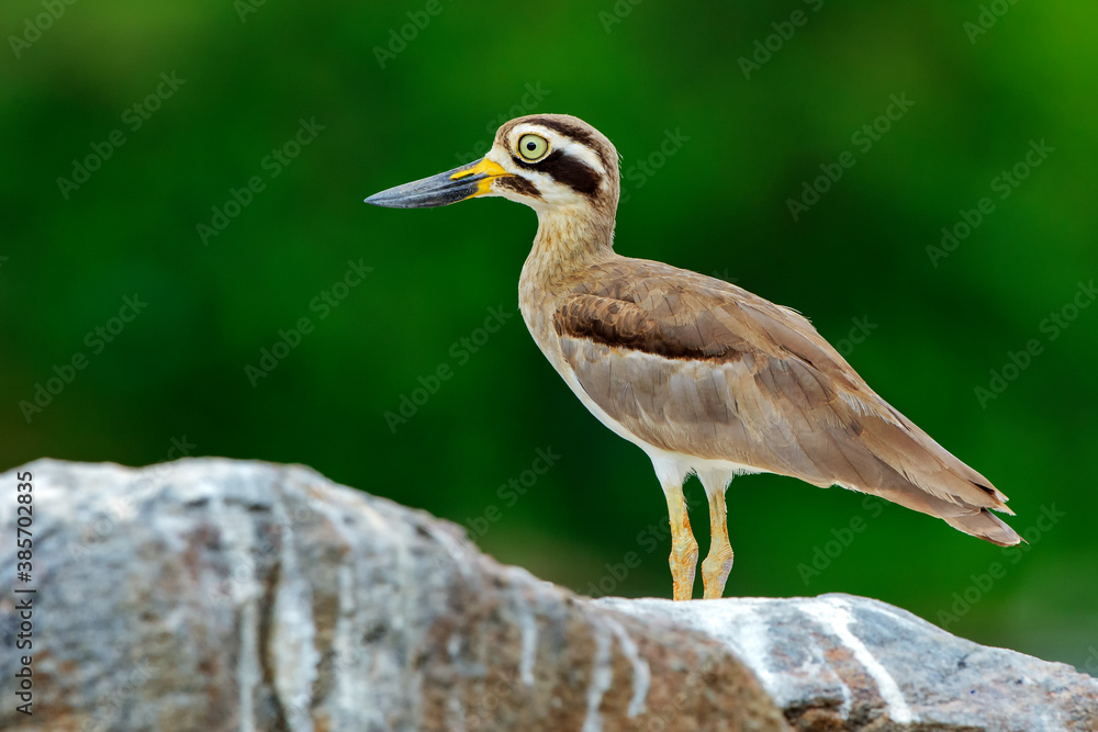 Obraz premium Indian thick knee