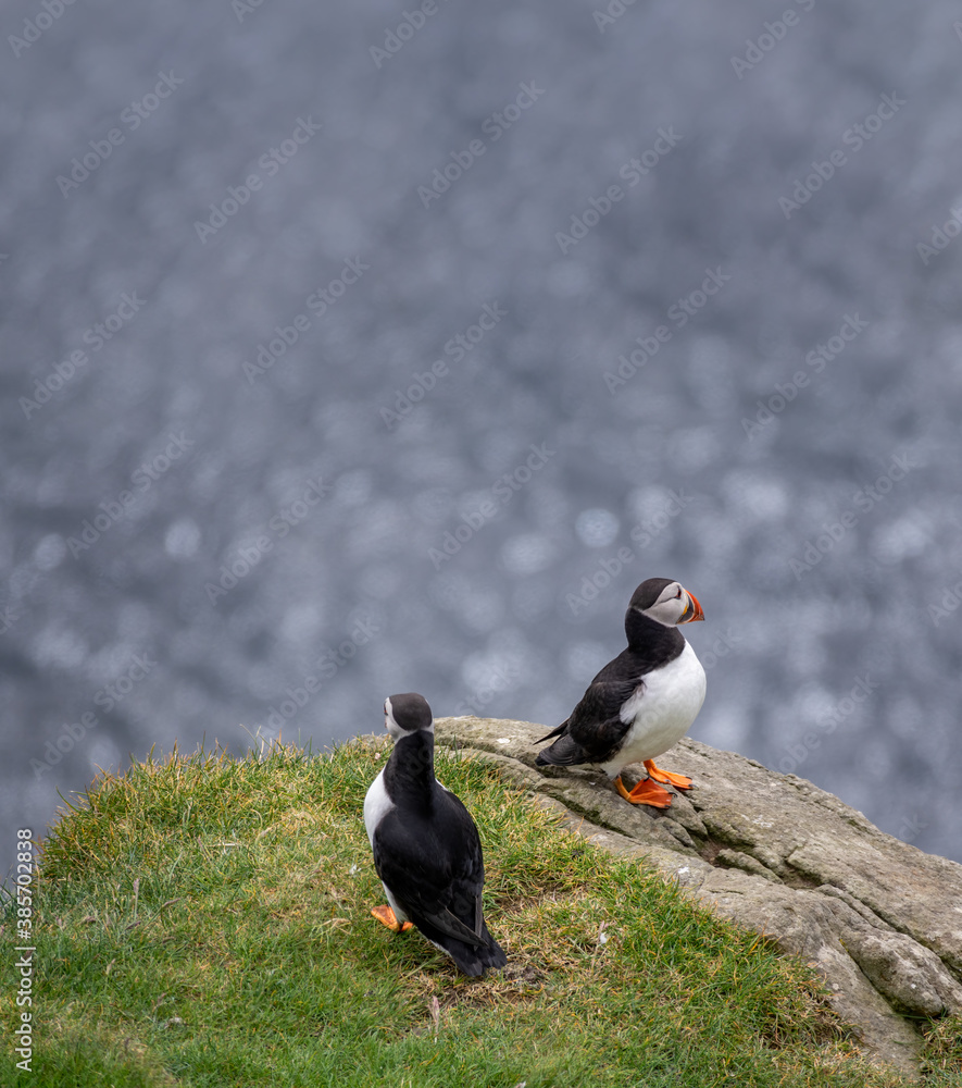 Fototapeta premium Puffin couple on top of the rocks with ocean in the background