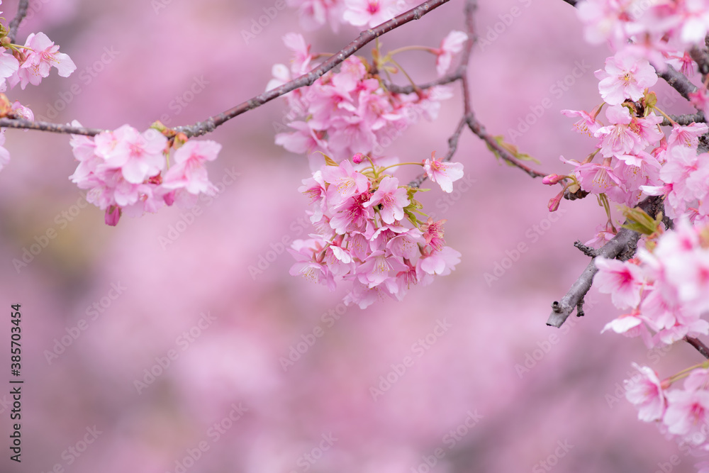 早咲きの桜　河津桜