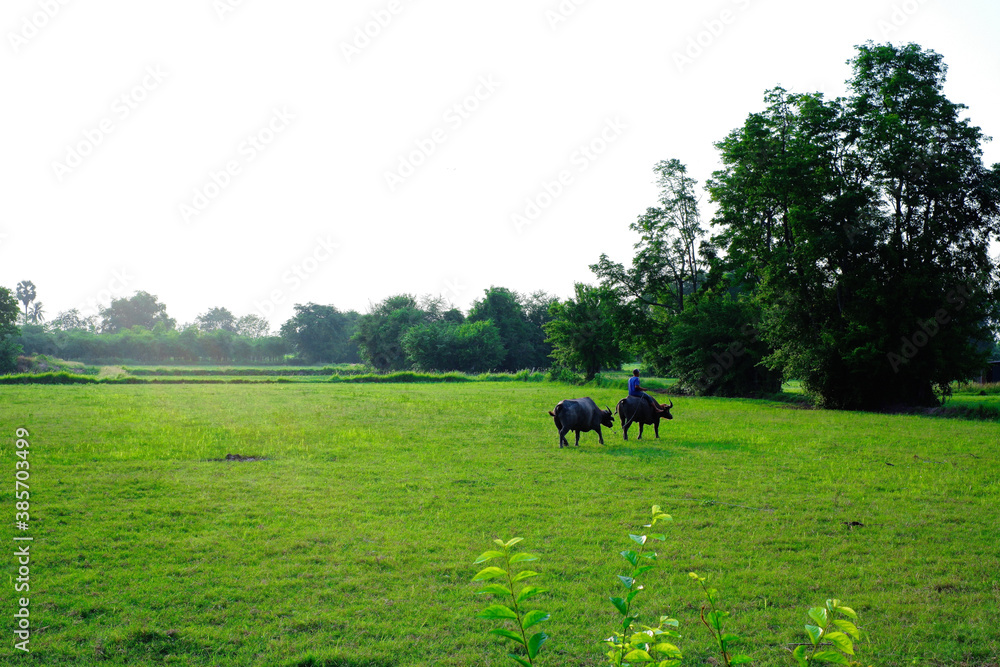 Farmer riding buffalo in green field