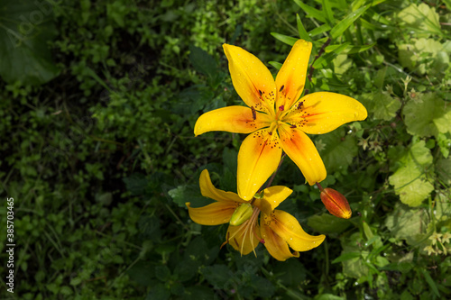Lilium, yellow blossoming flower with water drops on petals. Flower in the garden.