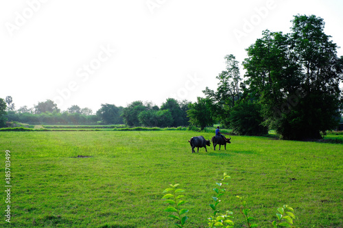 Farmer riding buffalo in green field © Luechai