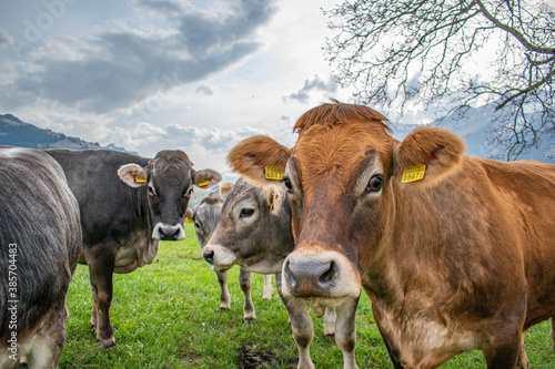 Beautiful swiss cows. Alpine meadows. Mountains.  