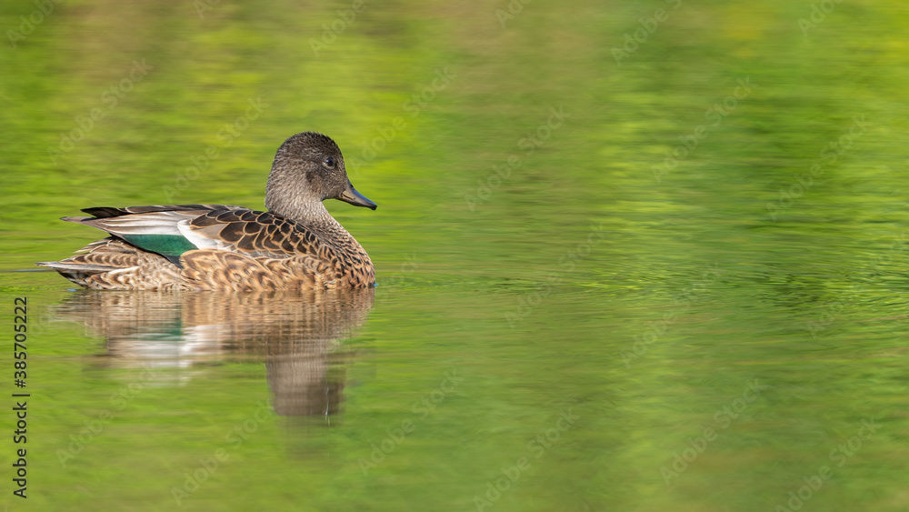 Obraz premium ヨシガモ