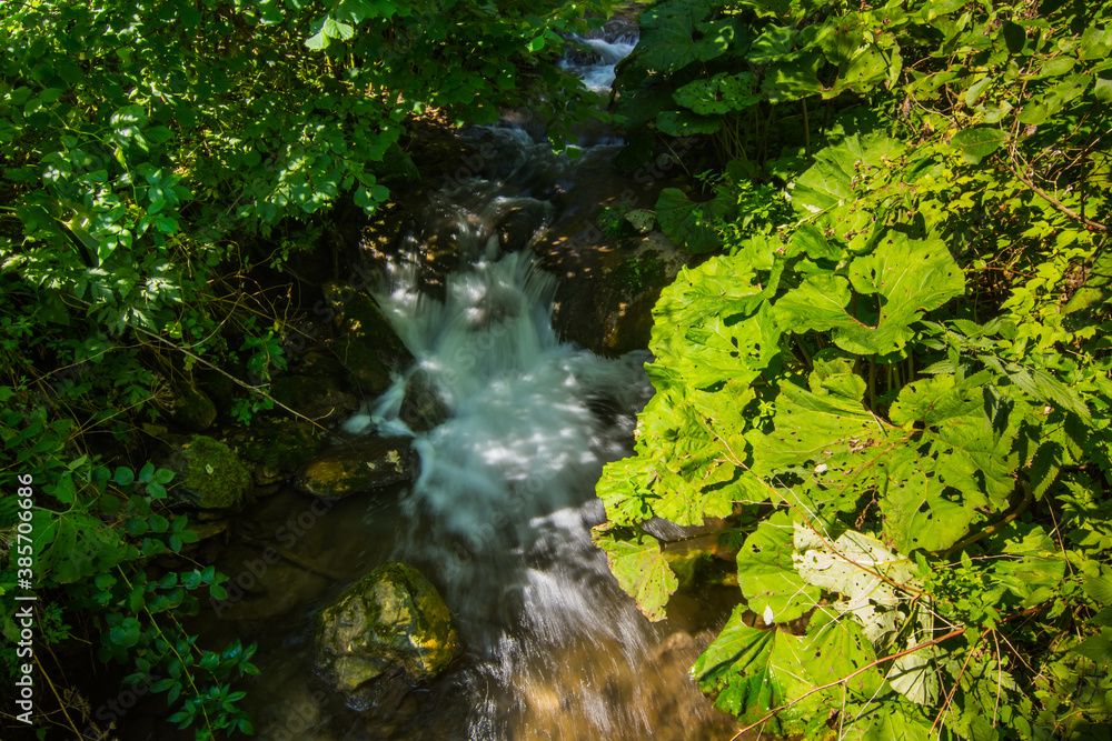 many green plants in a brook and forest many green plants in a brook and forest