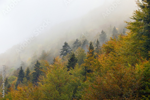 Foggy Forest in Zarnesti, Romania