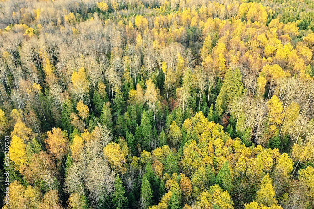 autumn forest landscape, view from a drone, aerial photography viewed from above in October park autumn forest landscape, view from a drone, aerial photography viewed from above in October park