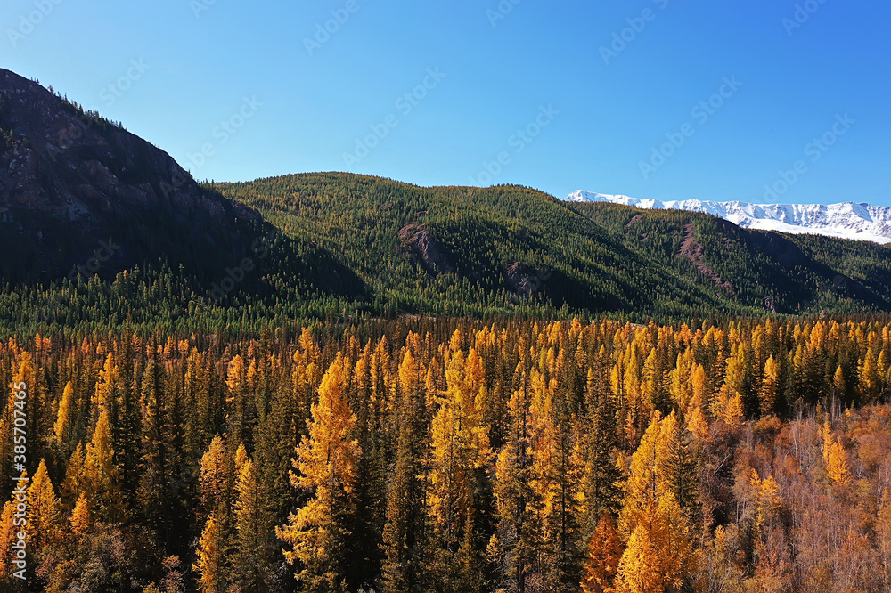 landscape altai russia, autumn top view, drone over the forest