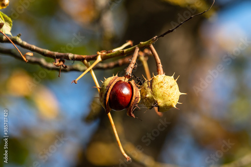 Chestnut deciduous tree branch with chestnuts on a sunny autumn day. Autumn background