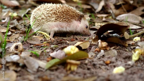 The young hedgehog was walking for food on the ground covered with dry leaves, stock video 4k photo