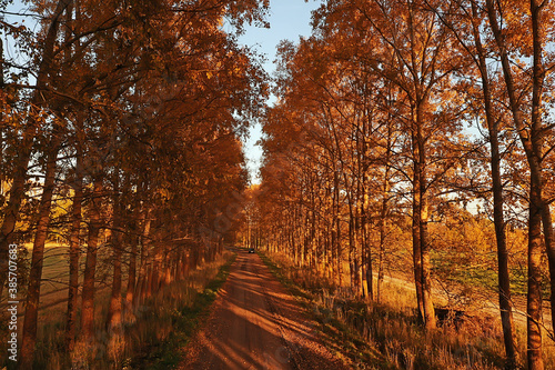 autumn road top view, landscape in autumn with drone © kichigin19