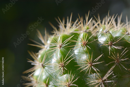 Closeup cactus with natural background.