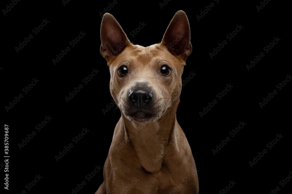 nice dog on a black background. Thai ridgeback in studio