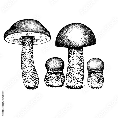 Vector set of drawing boletus and boletus mushrooms, black and white graphics drawn in vintage style, engraving, gourmet cuisine, vegetarian, autumn mushrooms isolated on white background for printing