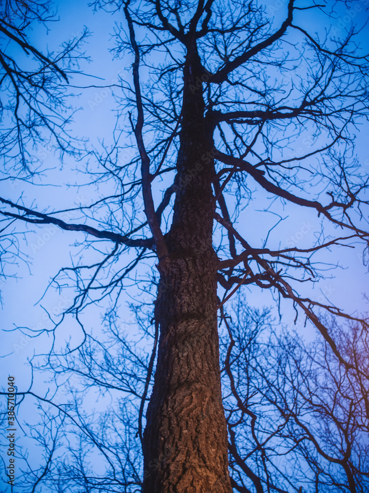 Fototapeta premium Naked tree against the blue sky in spring