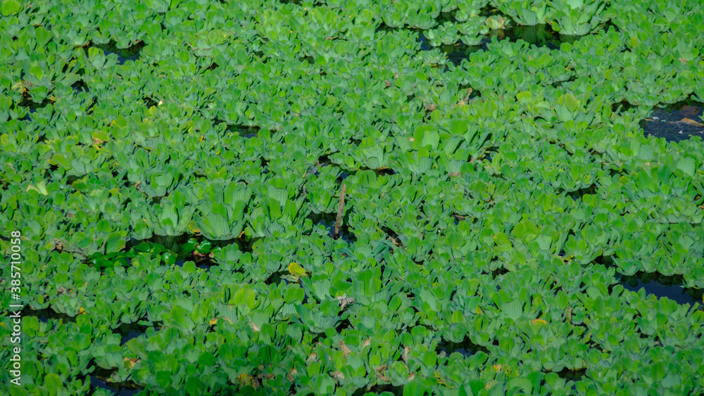 Waterlilies and duckweed on the river at Saint Gilles les Bains Waterlilies and duckweed on the river at Saint Gilles les Bains