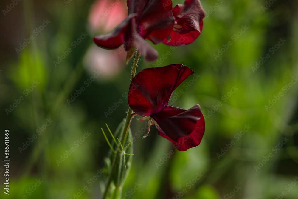 Obraz premium Deep burgundy sweet pea flowers growing on climbing frame in vegetable garden