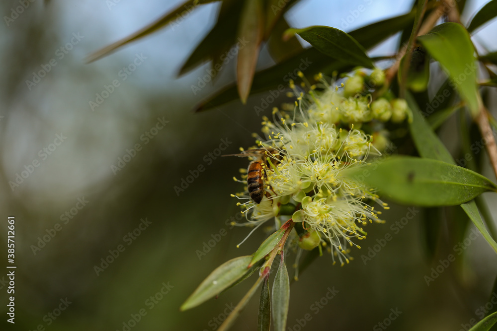 Wild honey bee collecting pollen from vibrant yellow bottlebrush flower Wild honey bee collecting pollen from vibrant yellow bottlebrush flower