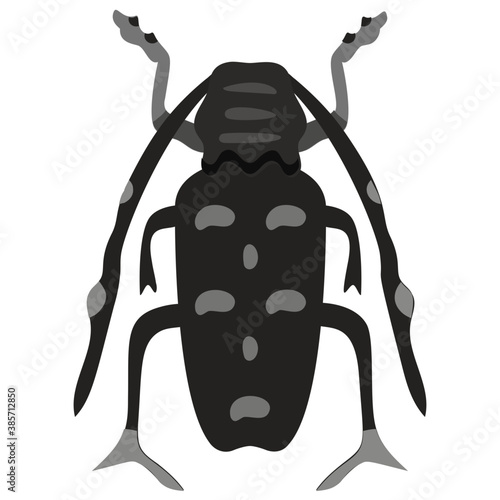 
Stag beetle with two arms containing sting

