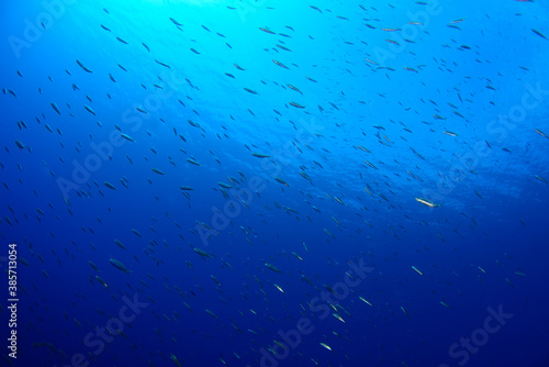 Underwater photography (a school of fish ) in Bodrum, Muğla / TURKEY