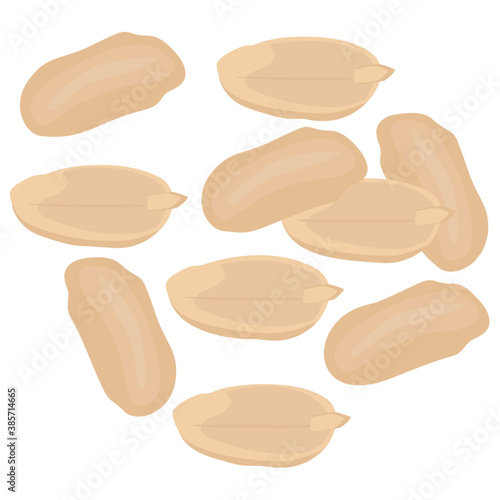 
White color pine nuts from pine trees also called cone nuts 
