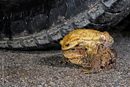 common toad at toad migration // Erdkröte (Bufo bufo) bei der Krötenwanderung  photo
