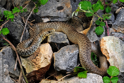 Balkan whip snake, Greece / Balkan-Zornnatter (Hierophis gemonensis), Griechenland photo