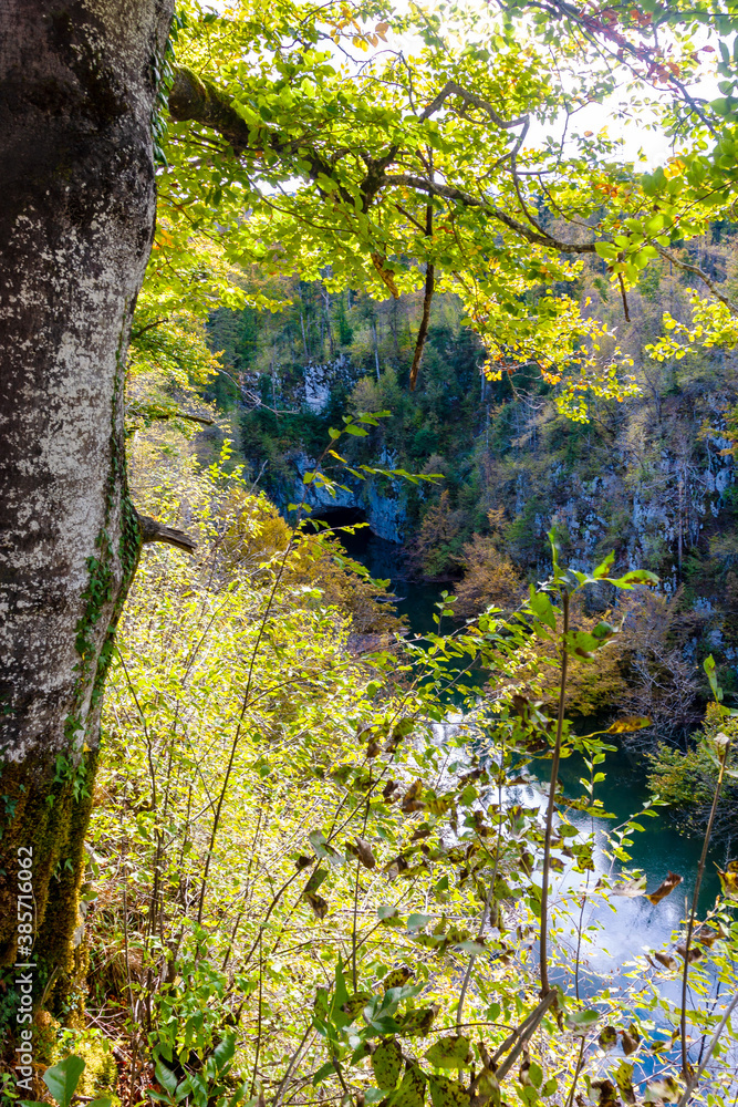 Obraz premium trees in the forest