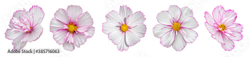 Set of isolated cosmos flowers of gentle pink color. Several cosmos flower blossom close-up, isolate for design