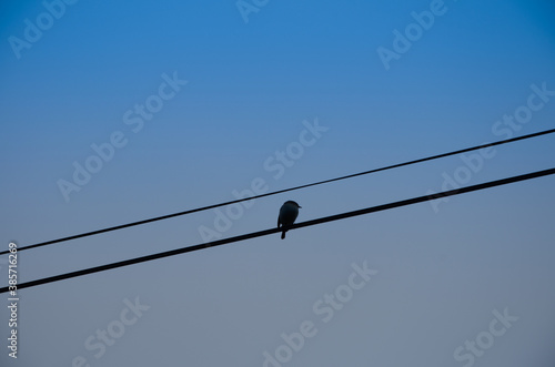 Little bird on a electrical cable