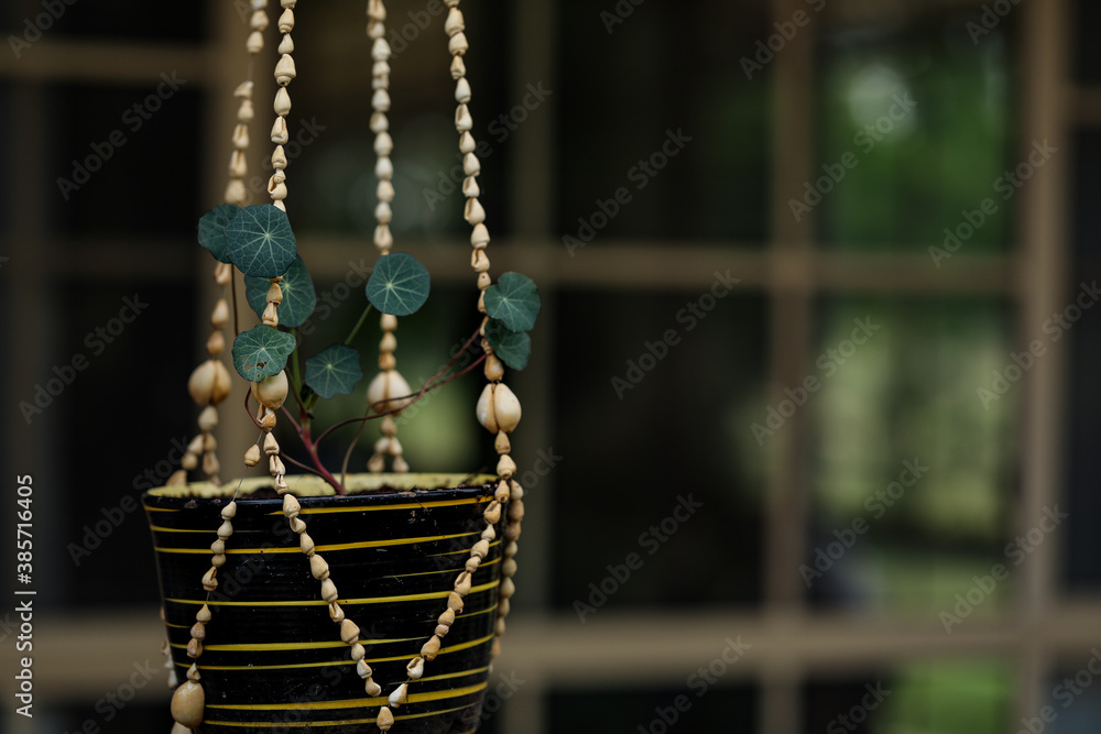 Young nasturtium plant in ceramic pot hanging in seashell hanger with window in background Young nasturtium plant in ceramic pot hanging in seashell hanger with window in background