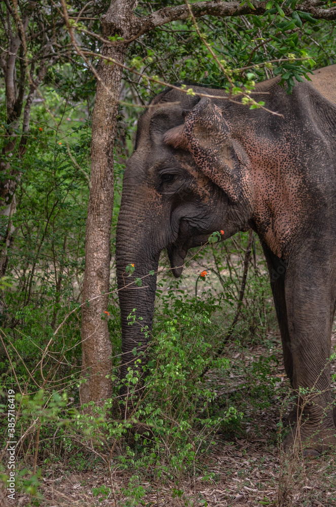 Fototapeta premium Sri Lankan Elephant- Yala National Park, Sri Lanka