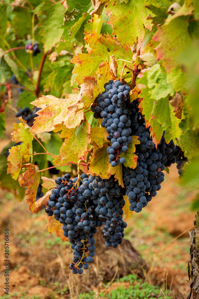 bunch of grapes on vineyard