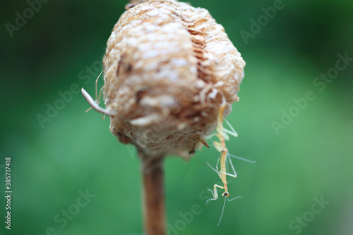 カマキリの誕生