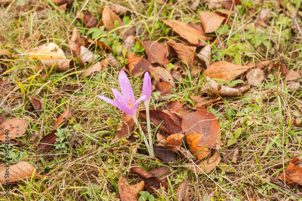 Autumn crocus flower blooming on meadow closeup as floral background