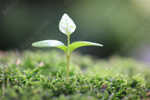 苔と新芽