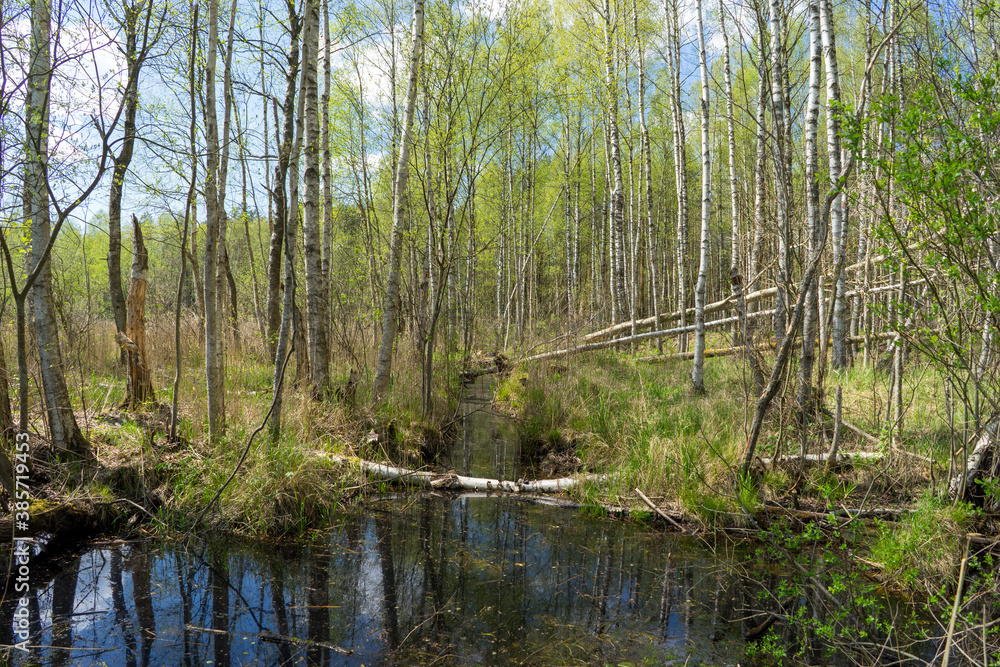 Obraz premium Forest area with streams and glades near Volozhin