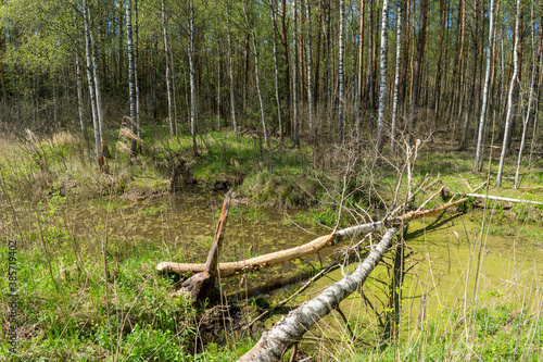 Forest area with streams and glades near Volozhin photo