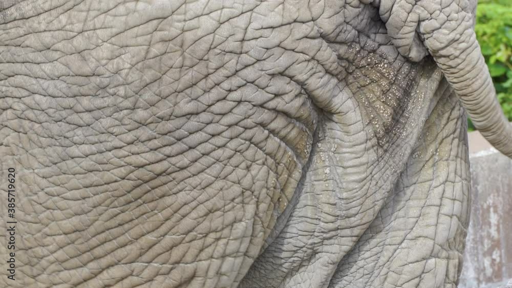 The cracky skin of the huge african elephant The cracky skin of the huge african elephant