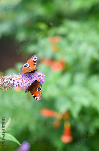 Beautiful colourful butterfly feeding nectar from a purple Buddleja davidii flower against a green bokeh background. Czech republic  Europe.