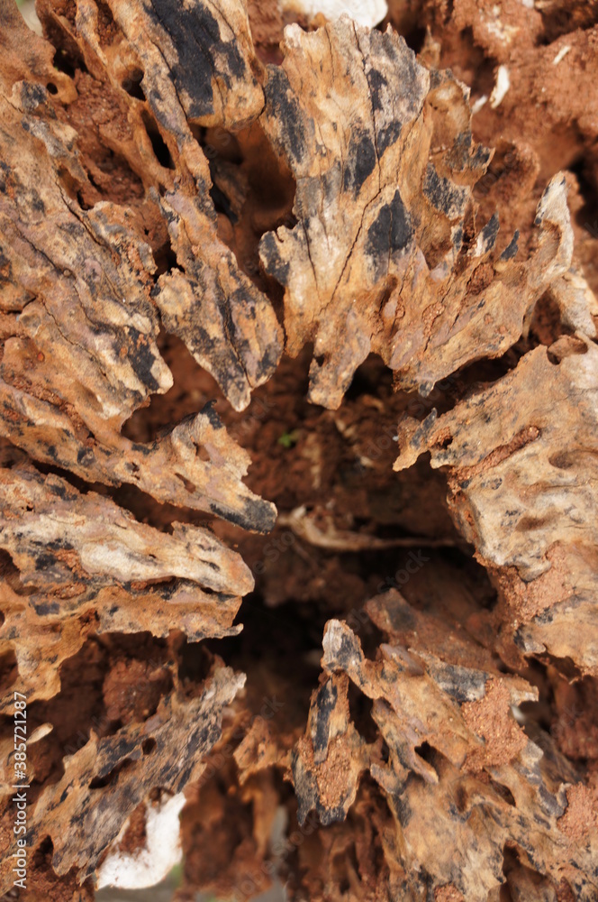 Obraz premium Dead dried tree bark with termite nest