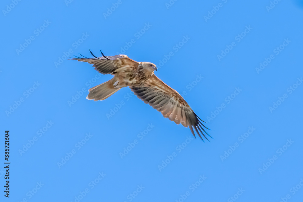 Fototapeta premium Whistling Kite flying out of pine tree