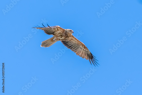 Whistling Kite flying out of pine tree